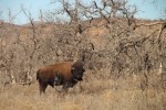 American plains bison