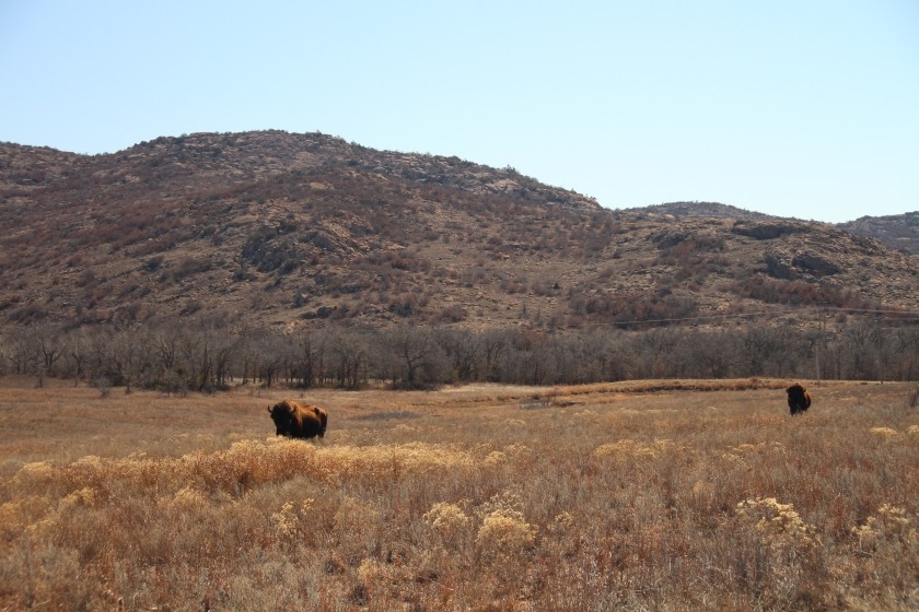 American plains bison