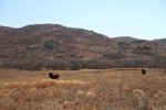 American plains bison