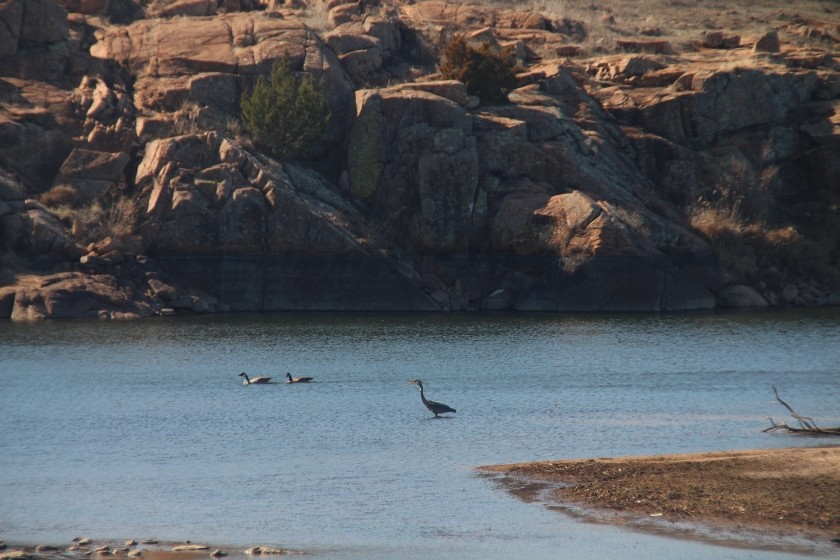 Great Blue Heron and Canadian Geese