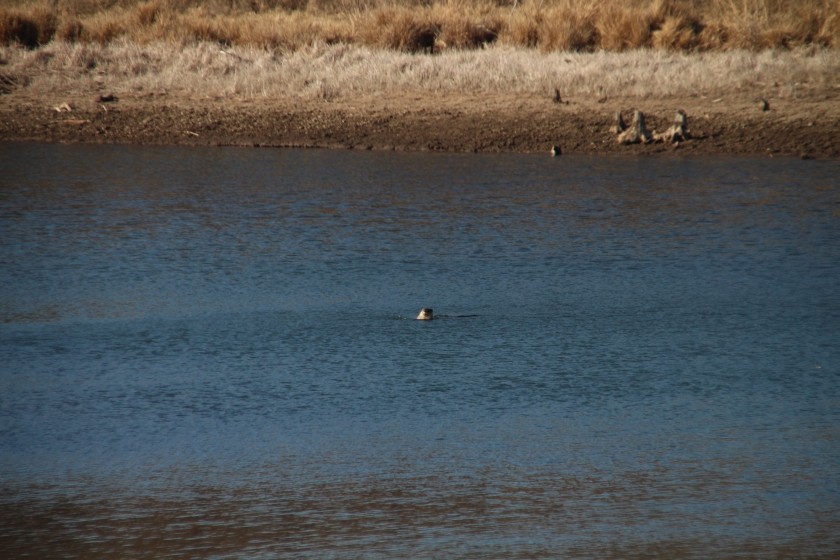 North American river otter
