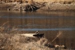 North American river otter