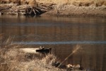 North American river otter