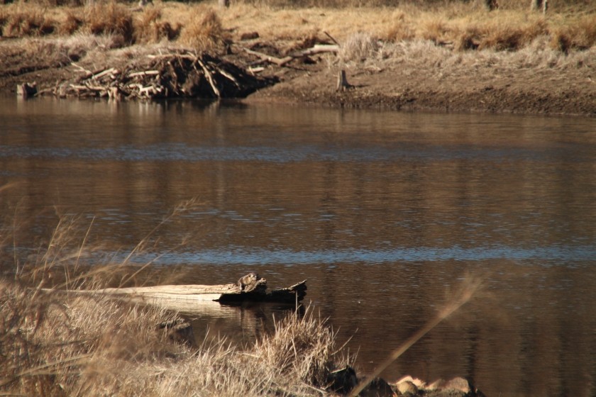 North American river otter