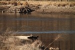 North American river otter