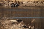 North American river otter