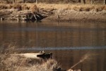 North American river otter