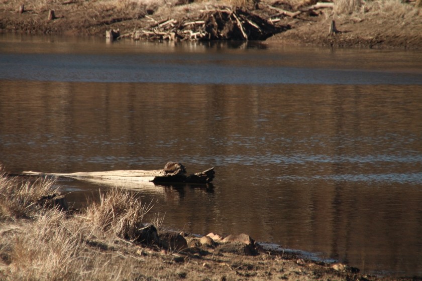North American river otter