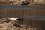 North American river otter