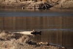 North American river otter