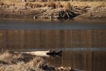 North American river otter