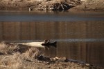 North American river otter