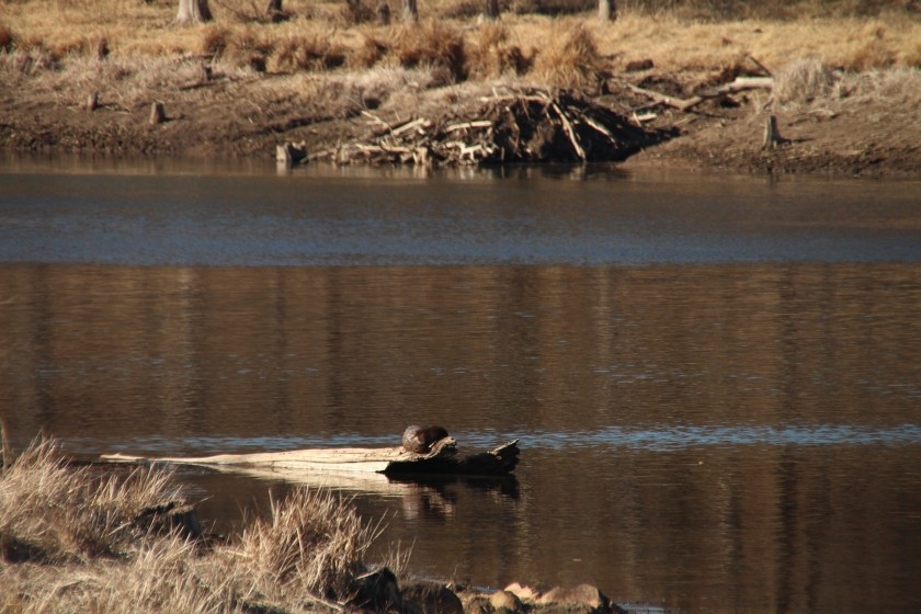 North American river otter