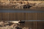 North American river otter