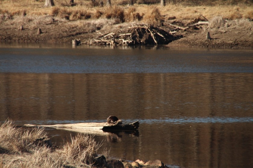 North American river otter