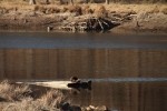 North American river otter