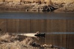 North American river otter