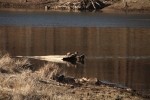 North American river otter