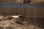 North American river otter