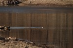 North American river otter