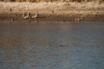 North American river otter