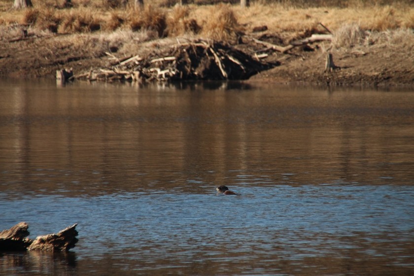 North American river otter