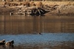 North American river otter