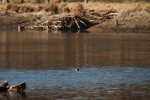 North American river otter