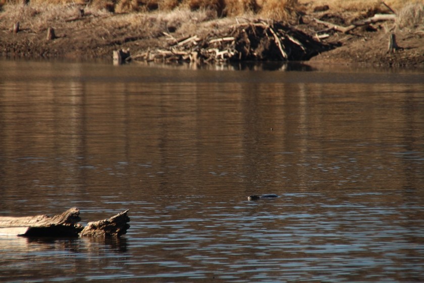 North American river otter