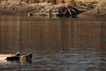 North American river otter