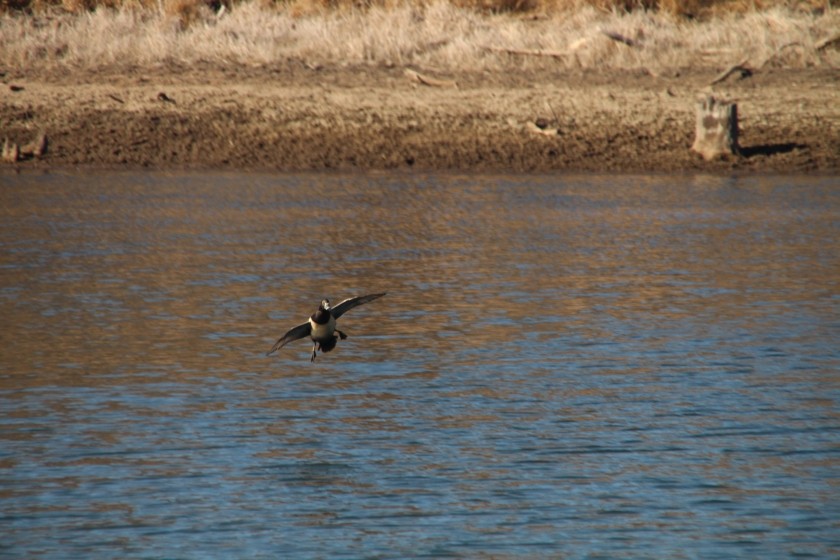 Ring-necked Duck