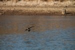 Ring-necked Duck