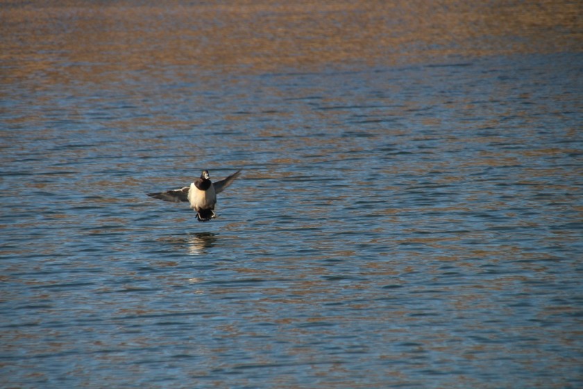 Ring-necked Duck
