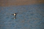 Ring-necked Duck