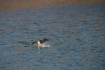 Ring-necked Duck