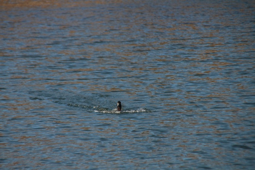 Ring-necked Duck
