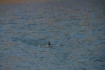 Ring-necked Duck