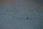 Ring-necked Duck