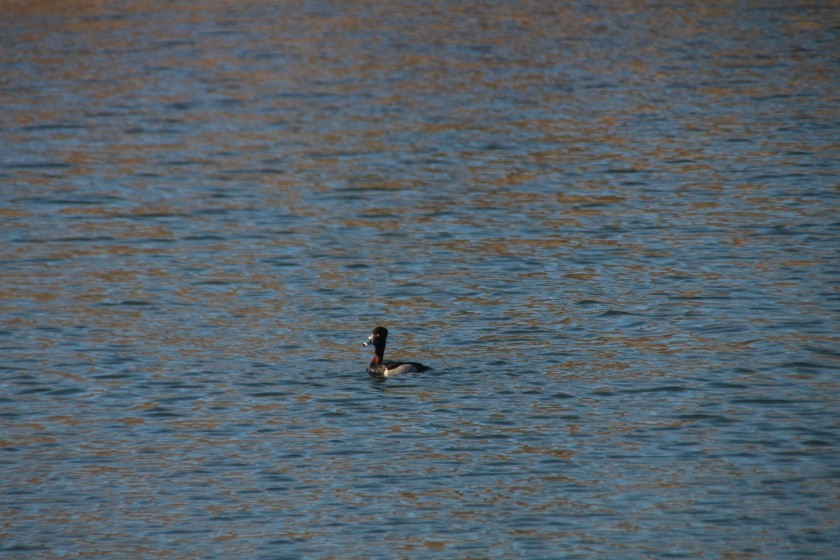 Ring-necked Duck