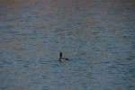 Ring-necked Duck