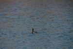 Ring-necked Duck