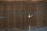 Ring-necked Duck