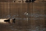 Ring-necked Duck