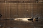 Ring-necked Duck