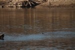 North American river otter