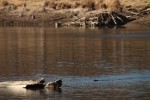 North American river otter