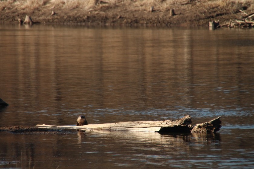 North American river otter