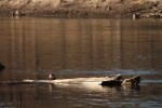 North American river otter