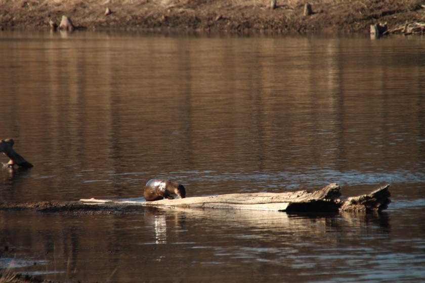 North American river otter