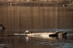 North American river otter